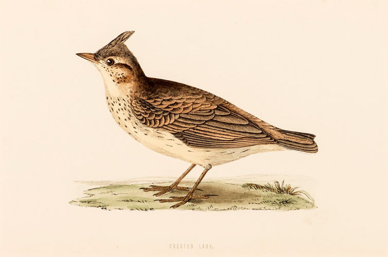 Crested Lark