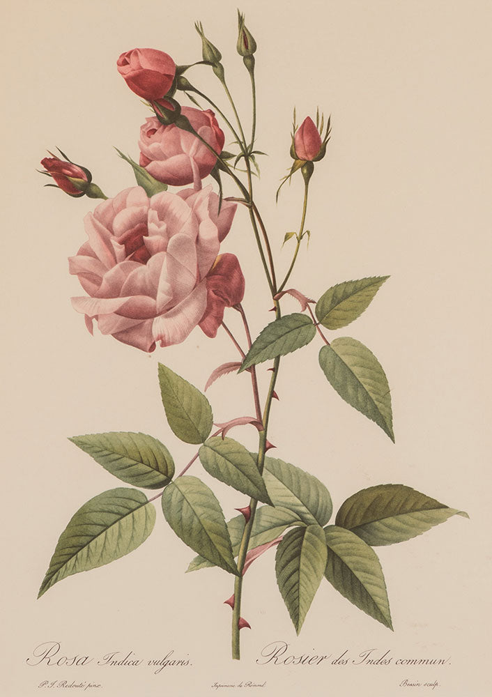 Large Rose