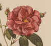 Large Rose